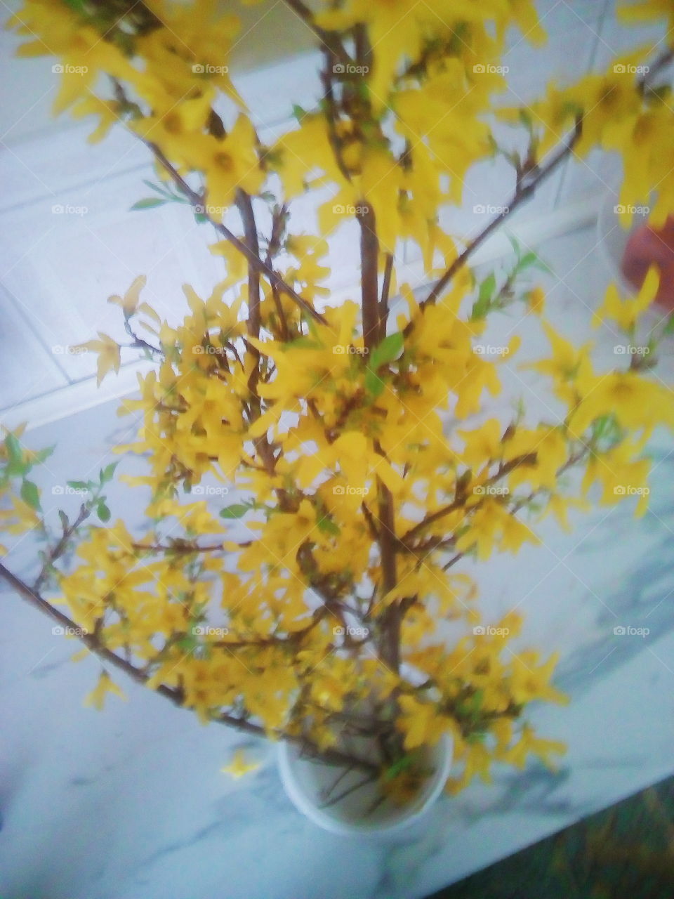 Żółte kwiaty
