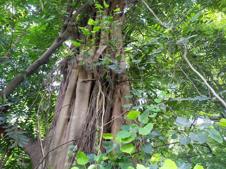 green big tree hd wallpapers and photos