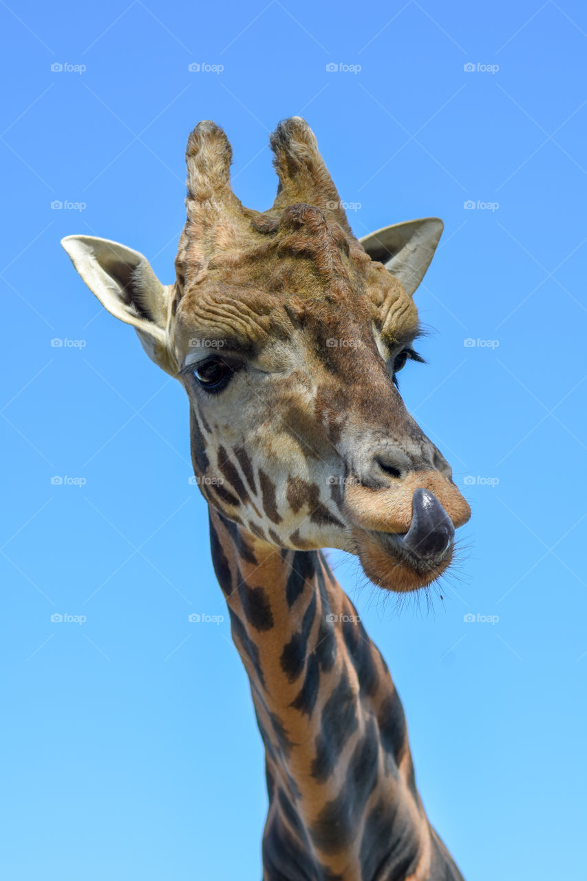 giraffe