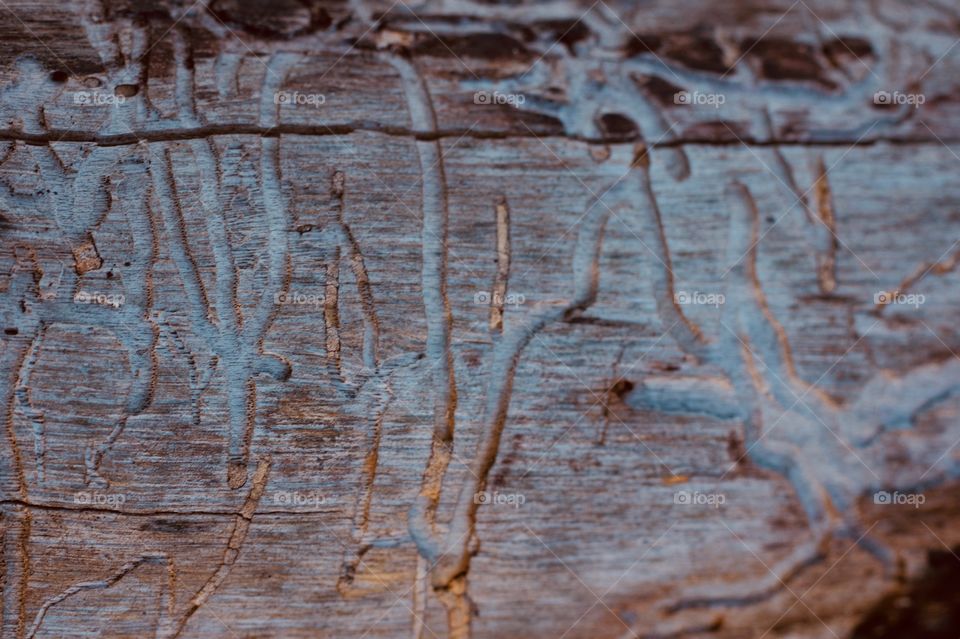 Insect damage under the bark of a log