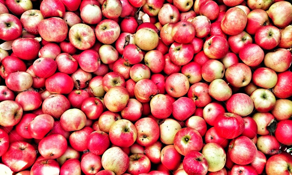 High angle view of red apples