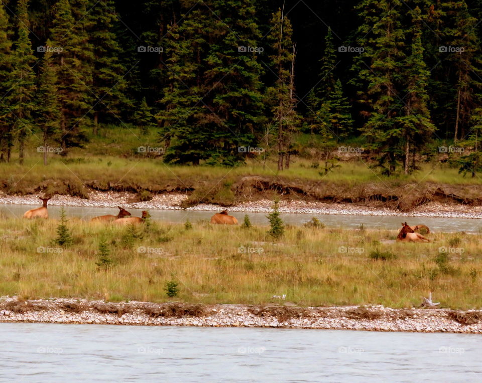 Canadian deers near to the pine forest and to the river