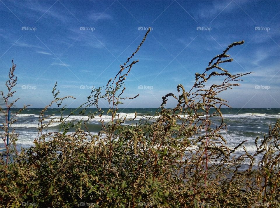 plants against the sea растения на фоне моря