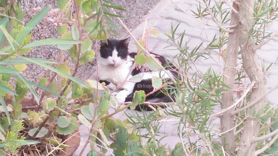 Beautiful cat looking at camera.