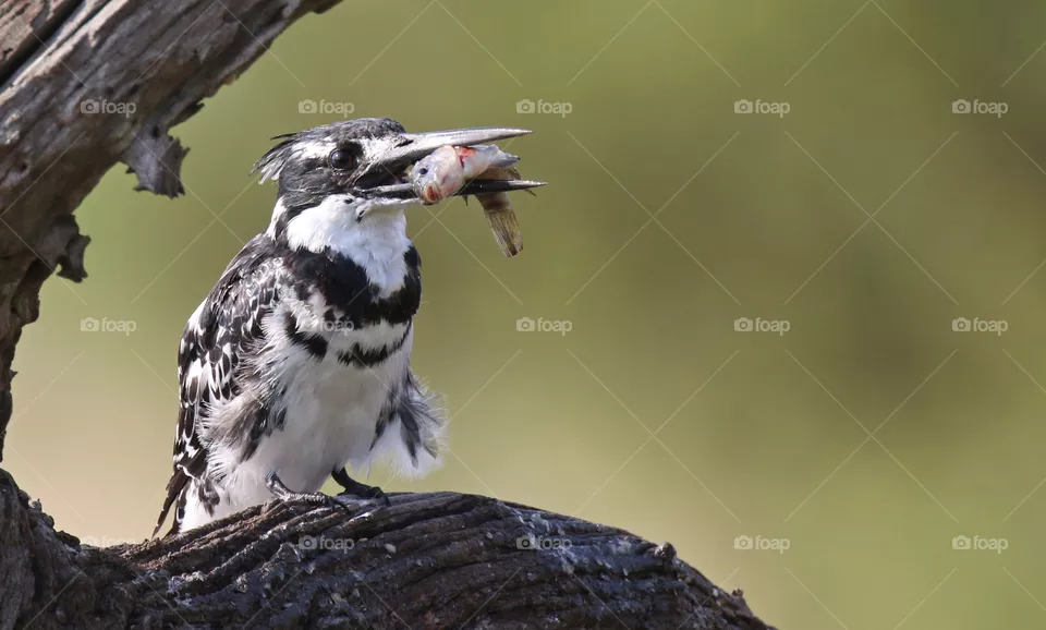 Kingfisher fishing