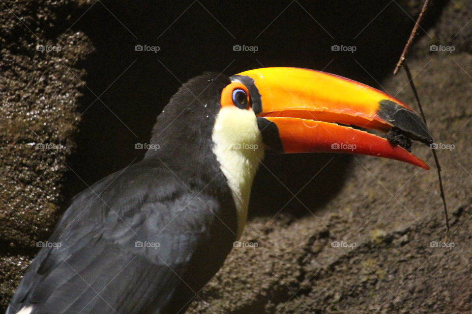 Close-up of a hornbill