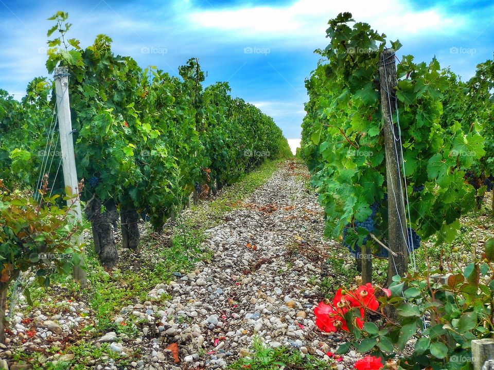 Le vignoble bordelais 