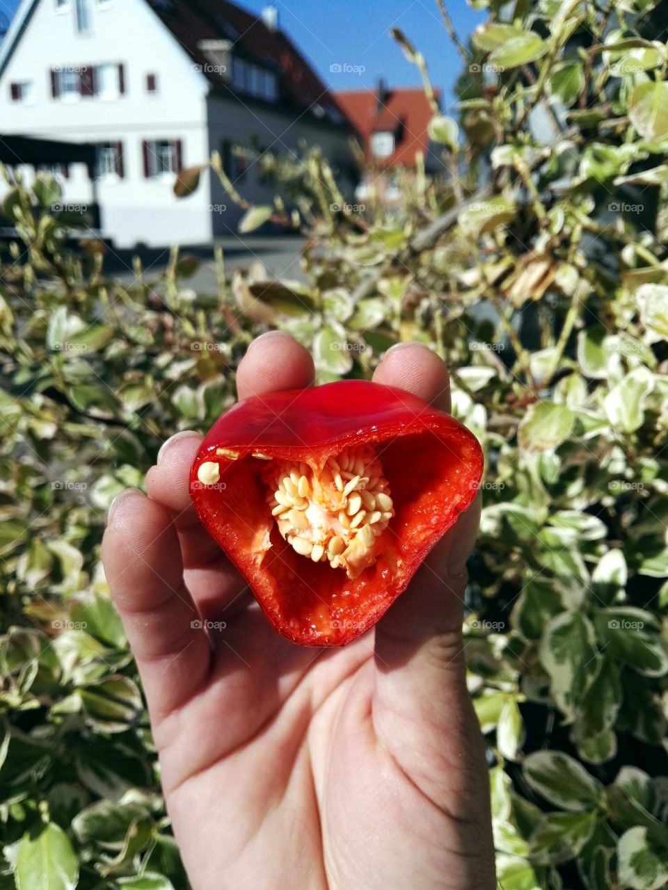 red fresh chilli