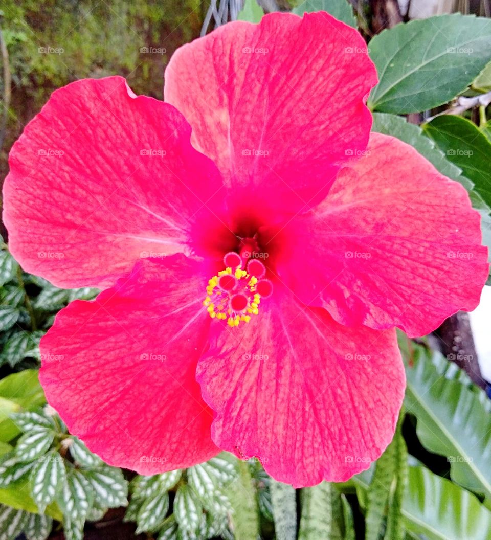 Hibiscus Rosa-sinensis flora!