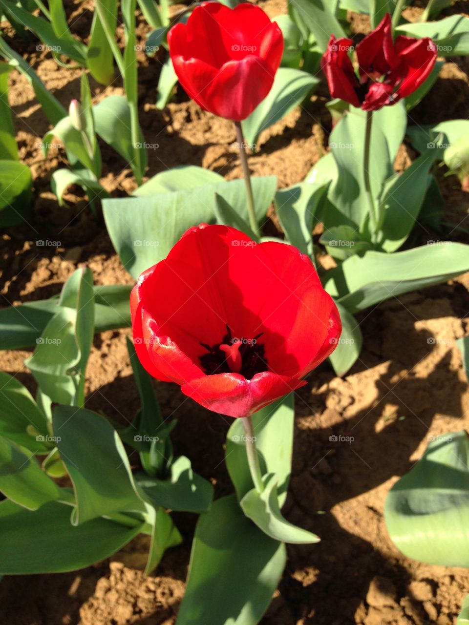 Tulips