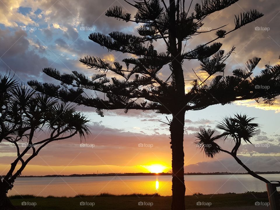 Dawn through the Pine trees