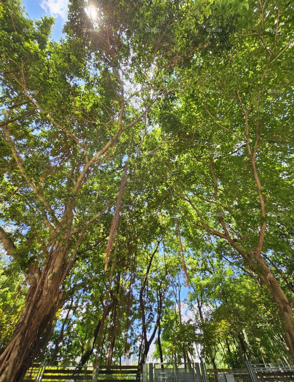 Trees in Summer Hong Kong