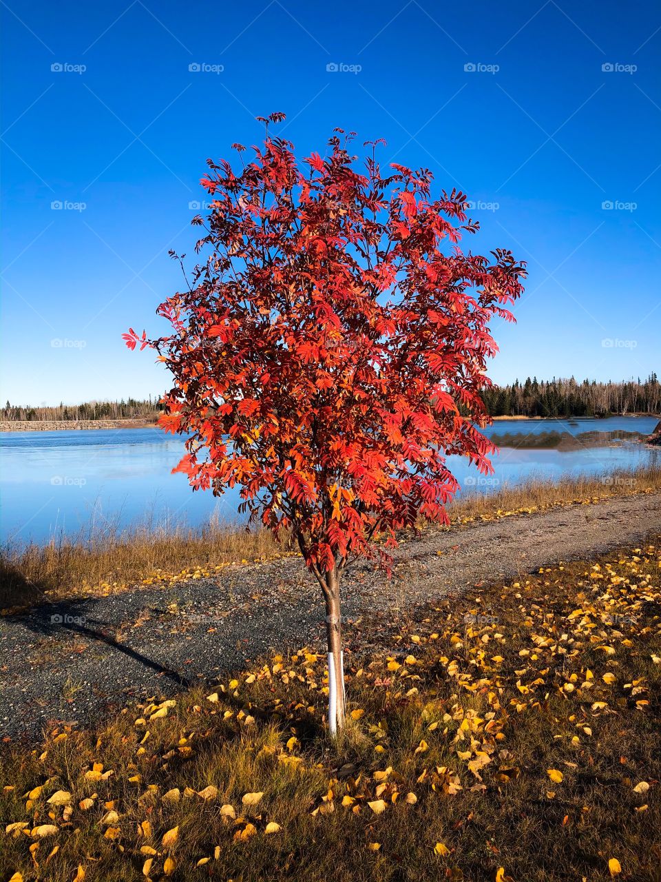 Fall foliage 