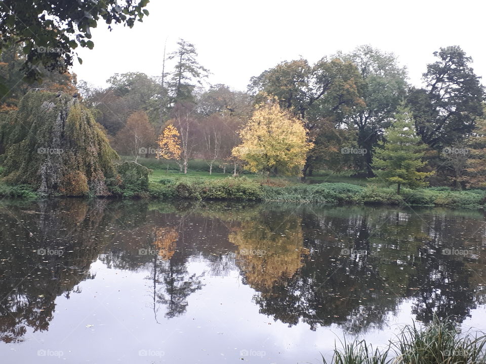 Tree, Water, Landscape, Reflection, River