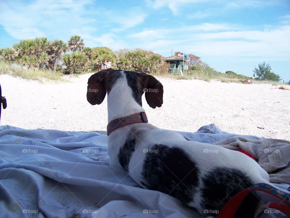 Beach Day