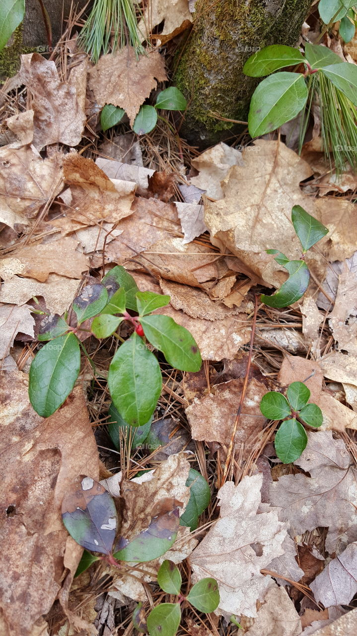 Wintergreen on the forest floor.
