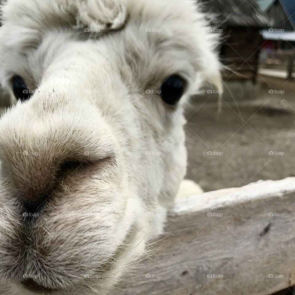 Farm llama close up