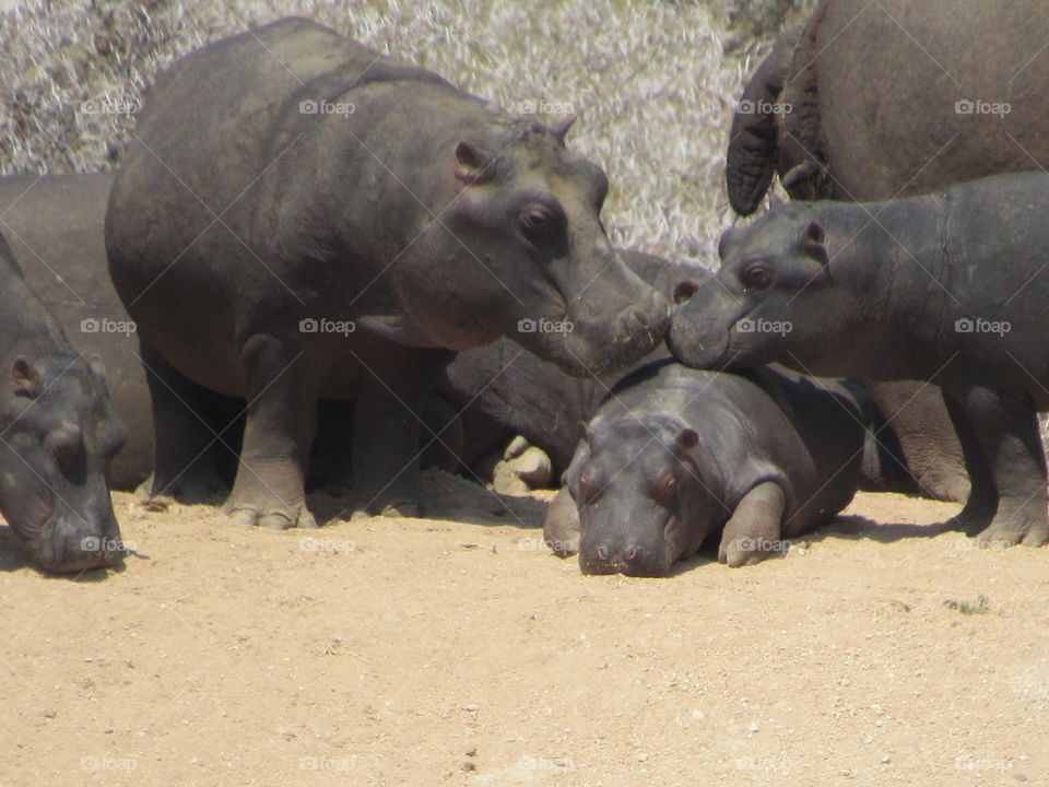 Kissing hippos