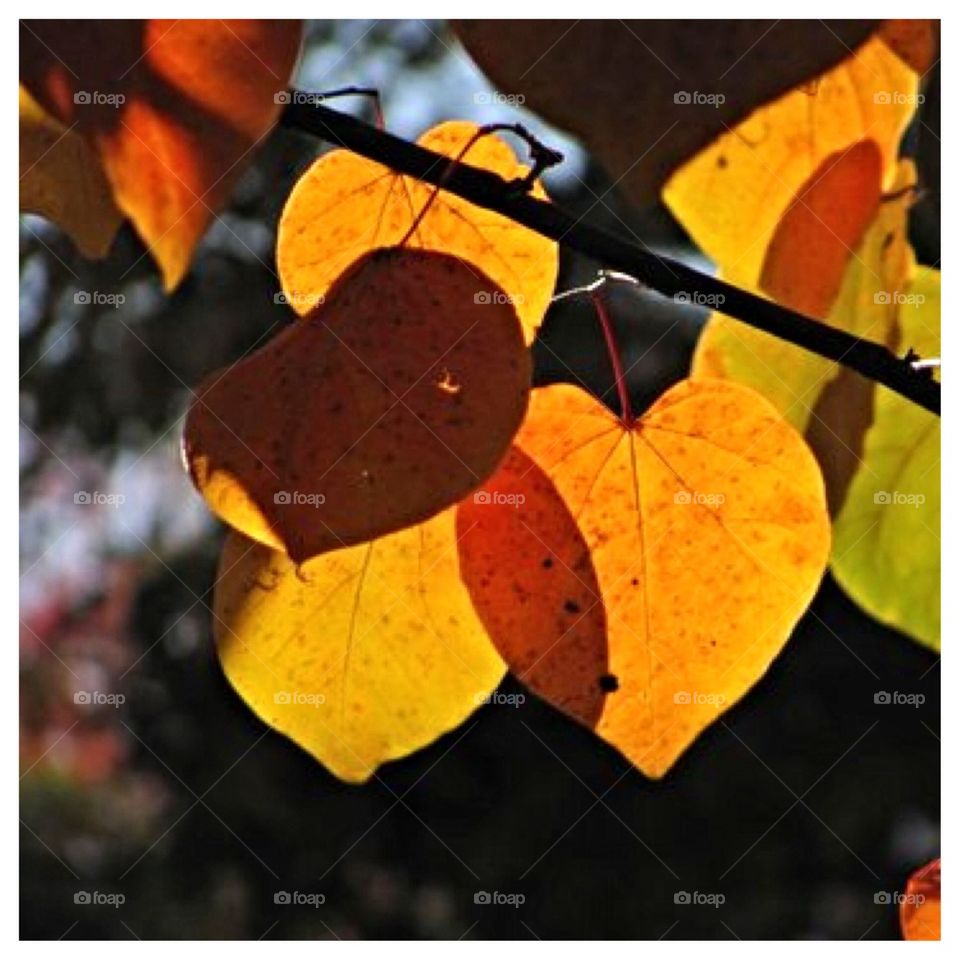 Late Afternoon Leaf Art