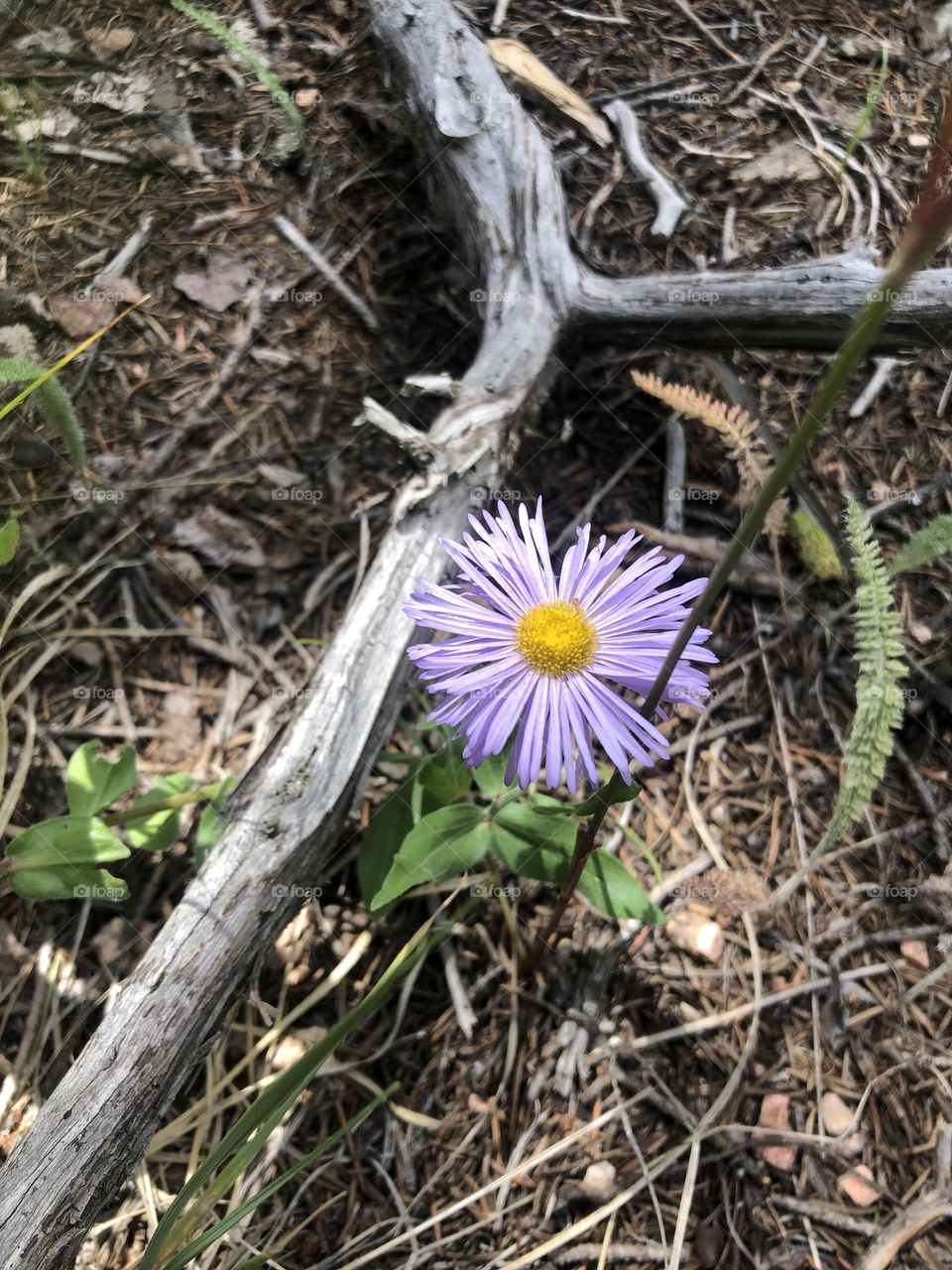 Lonely flower in the beautiful Colorado mountains. Was the only one around!