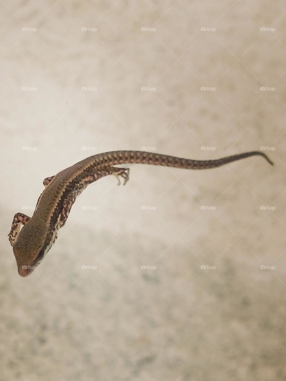 holding on a spider net