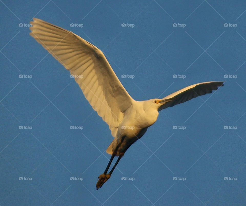 Snowy Egret in Flight