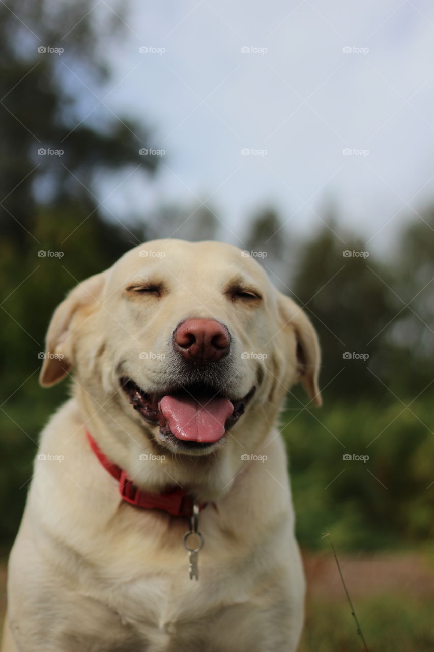 Dog, Pet, Cute, Portrait, Retriever