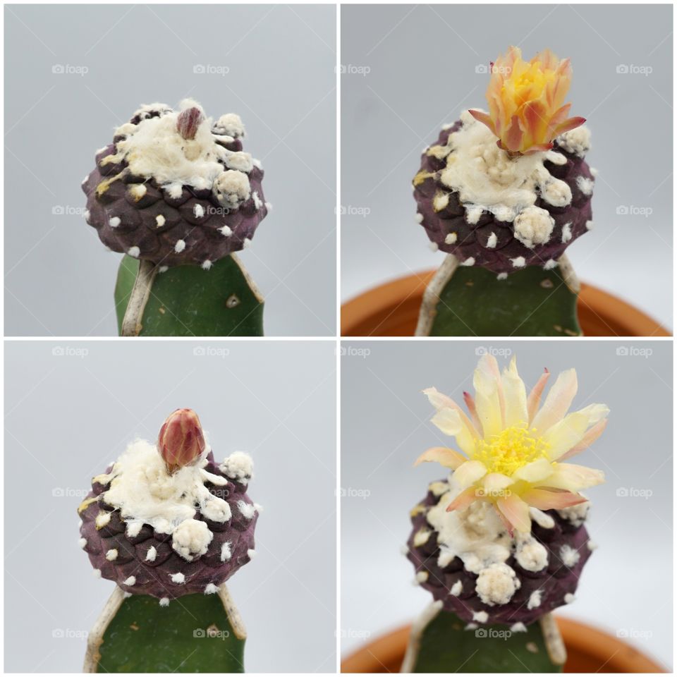 cactus flower