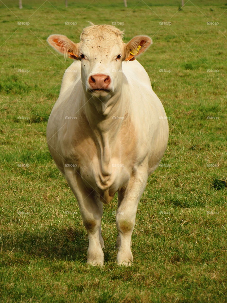 cow