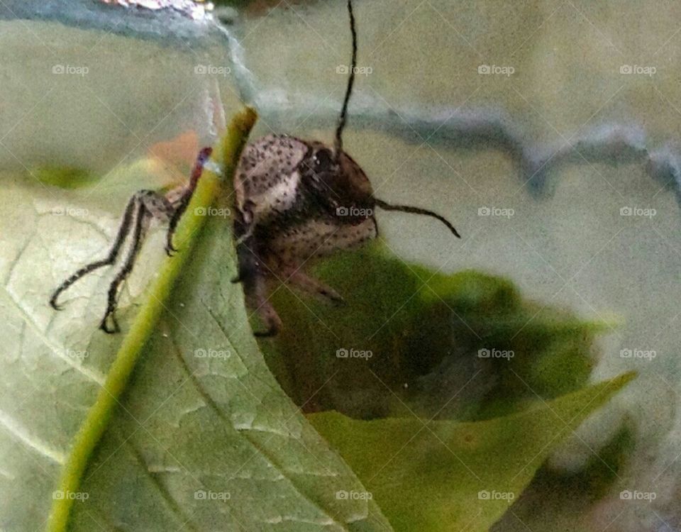Interesting Beetle!