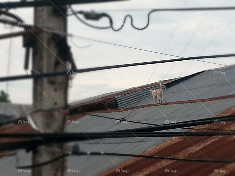 cat on a hot tin roof in Thailand