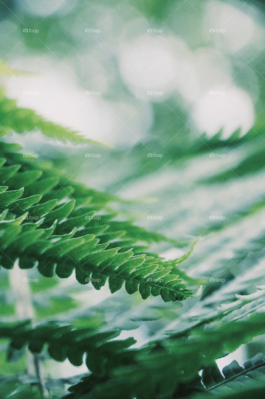 green fern