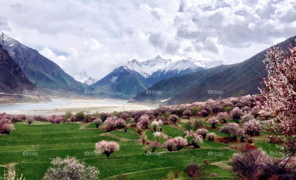 spring in Tibet