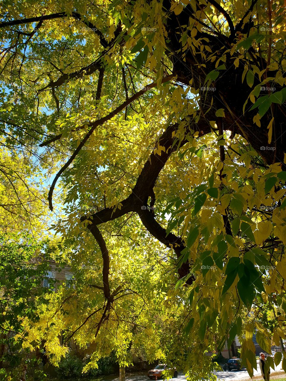 branches with leaves
