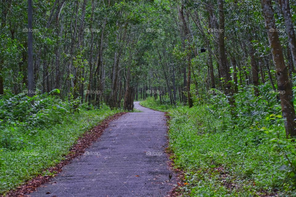 Road through forest