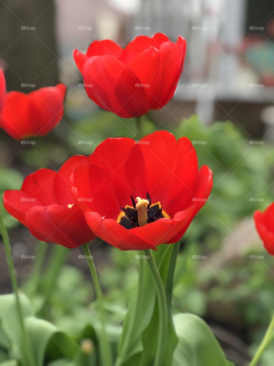 Blooming Spring Tulips