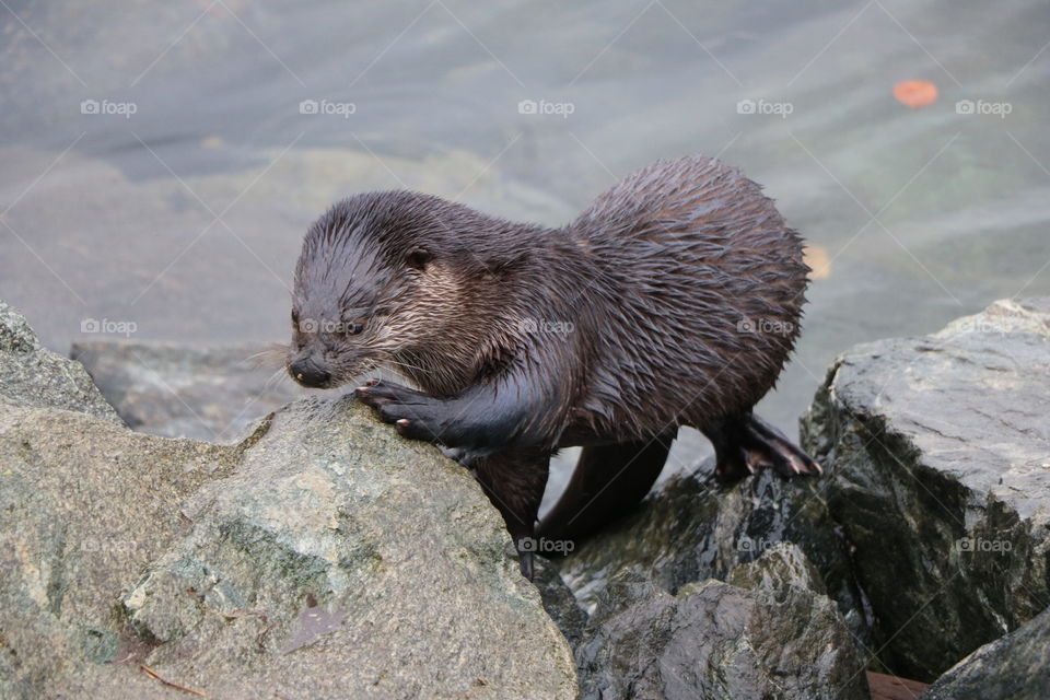 Otter coming out of the ocean up on the rocks to dry out on a sunny autumn day