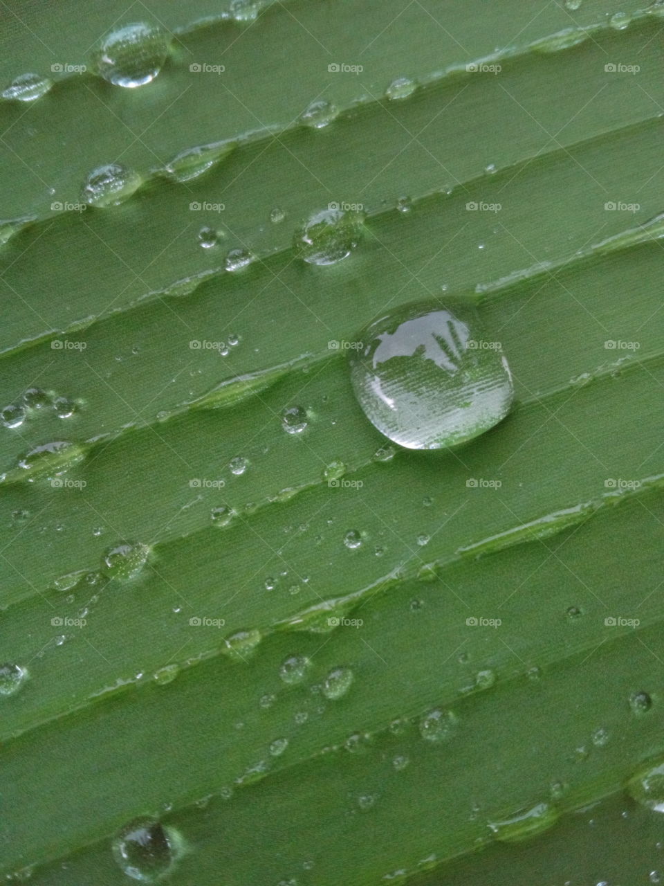 Water Droplets
