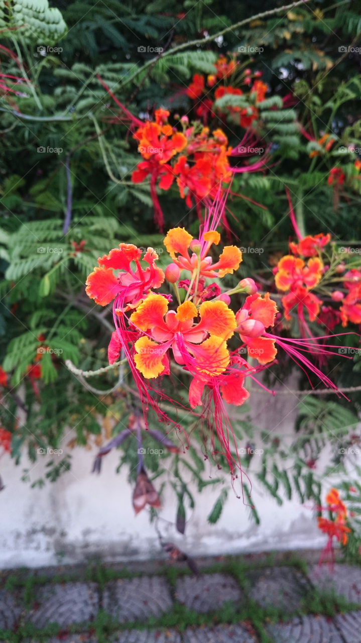 Red Flowers in the rain season