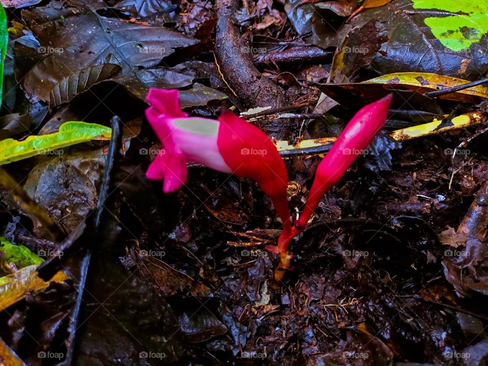 A young plant with dark red flowers that 
sprout right out of the ground in a tropical rain forest