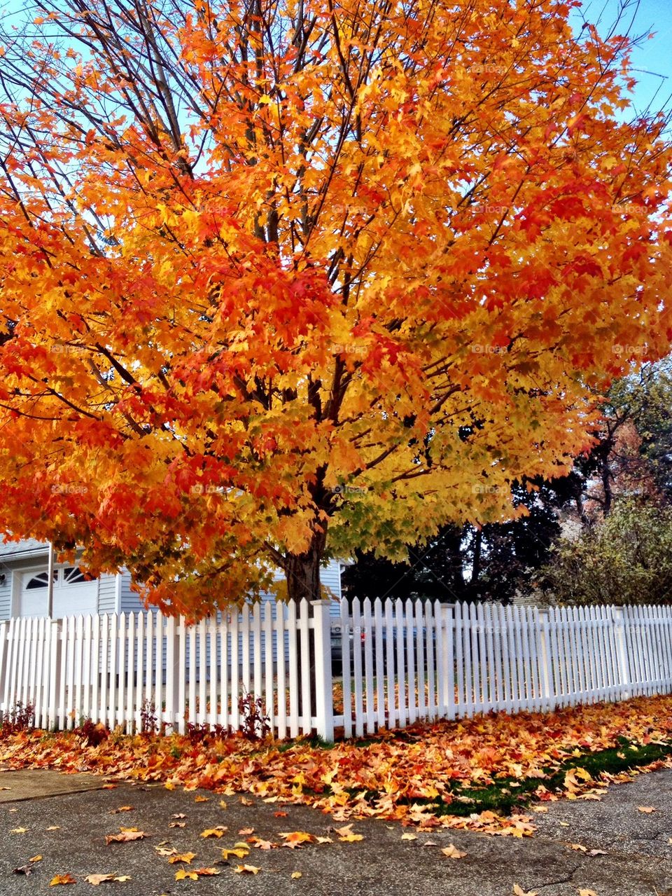 Autumn in October