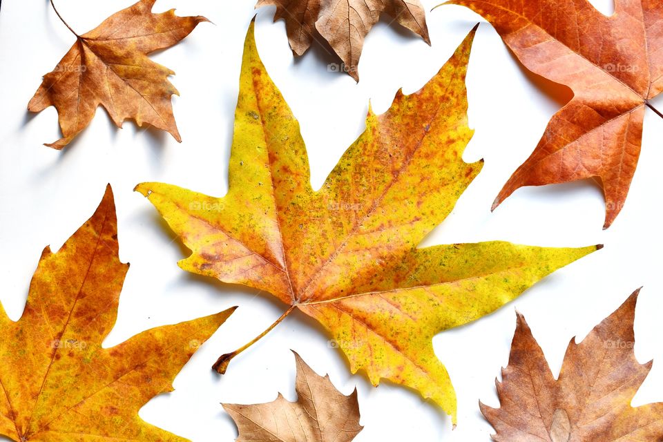 Autumn leaves on a white background 