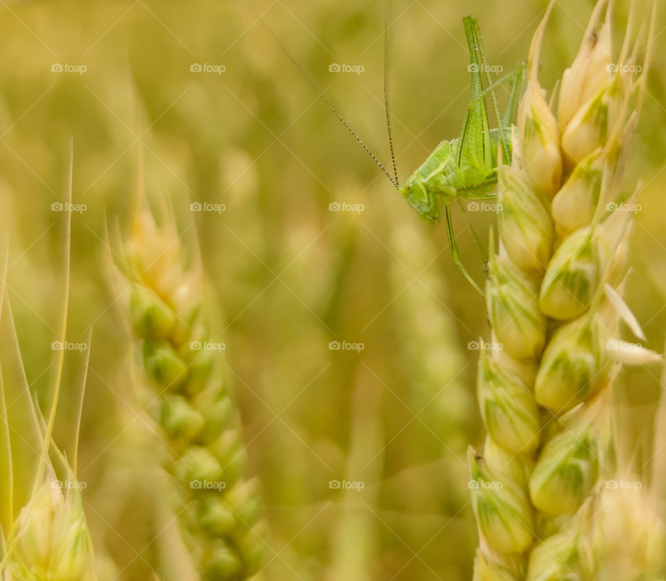 Crops and insects harmony