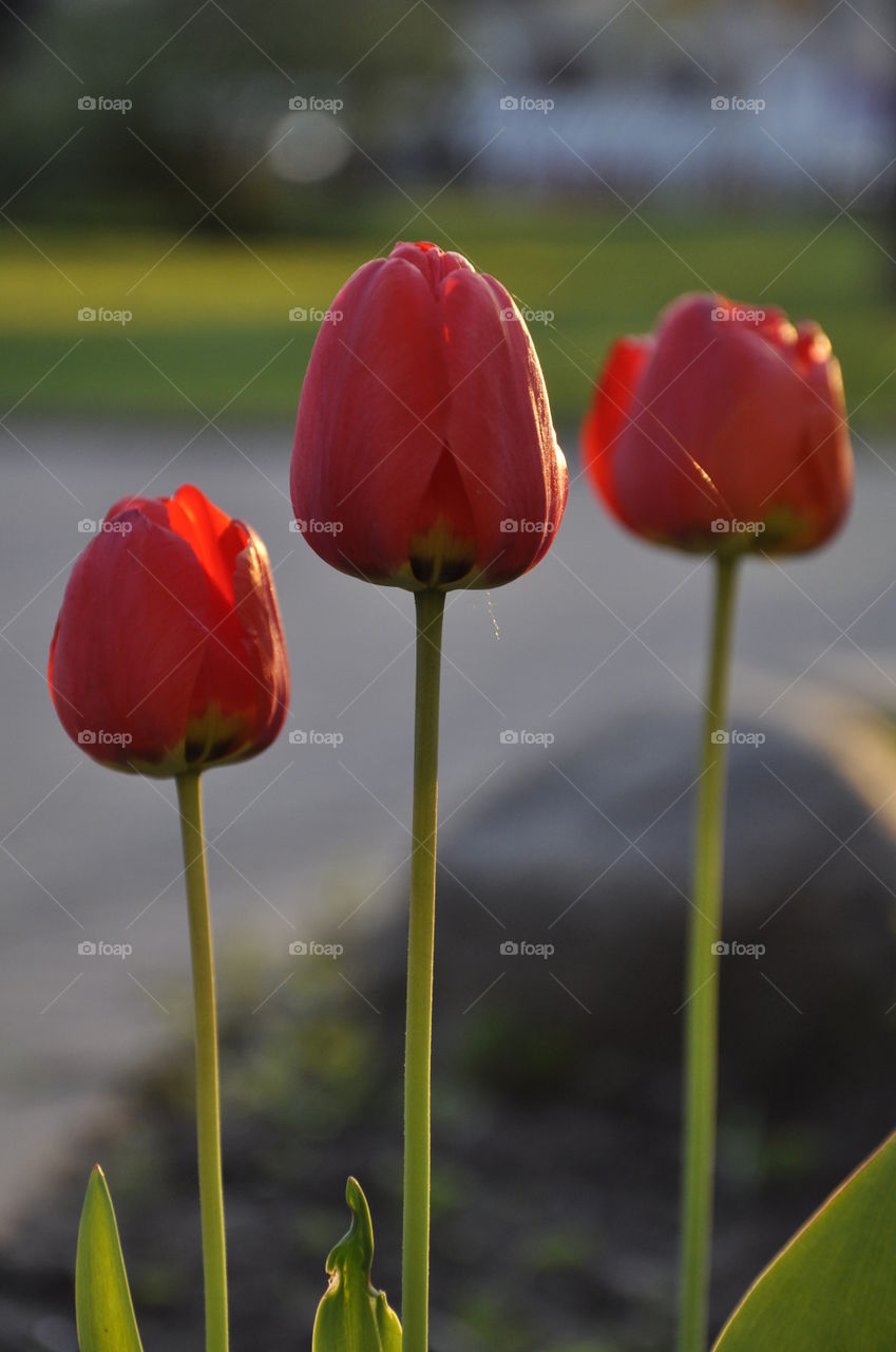 Three red tulips