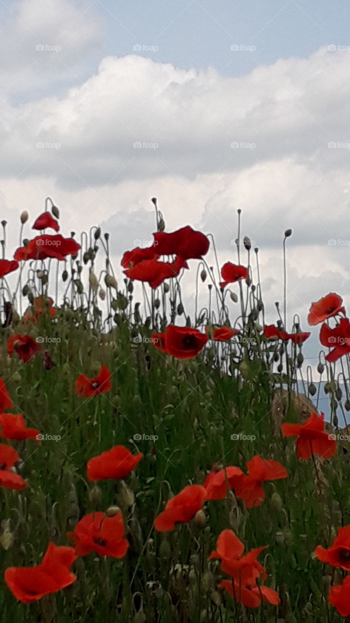 poppies