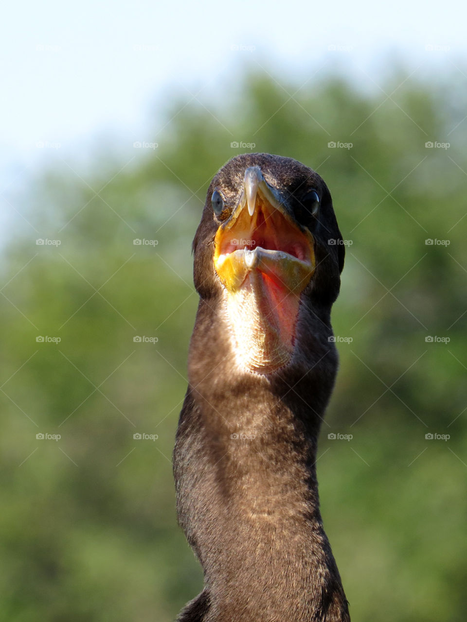 I'm Talking to You!. Double-crested Comorant straight on looking forward with beak open