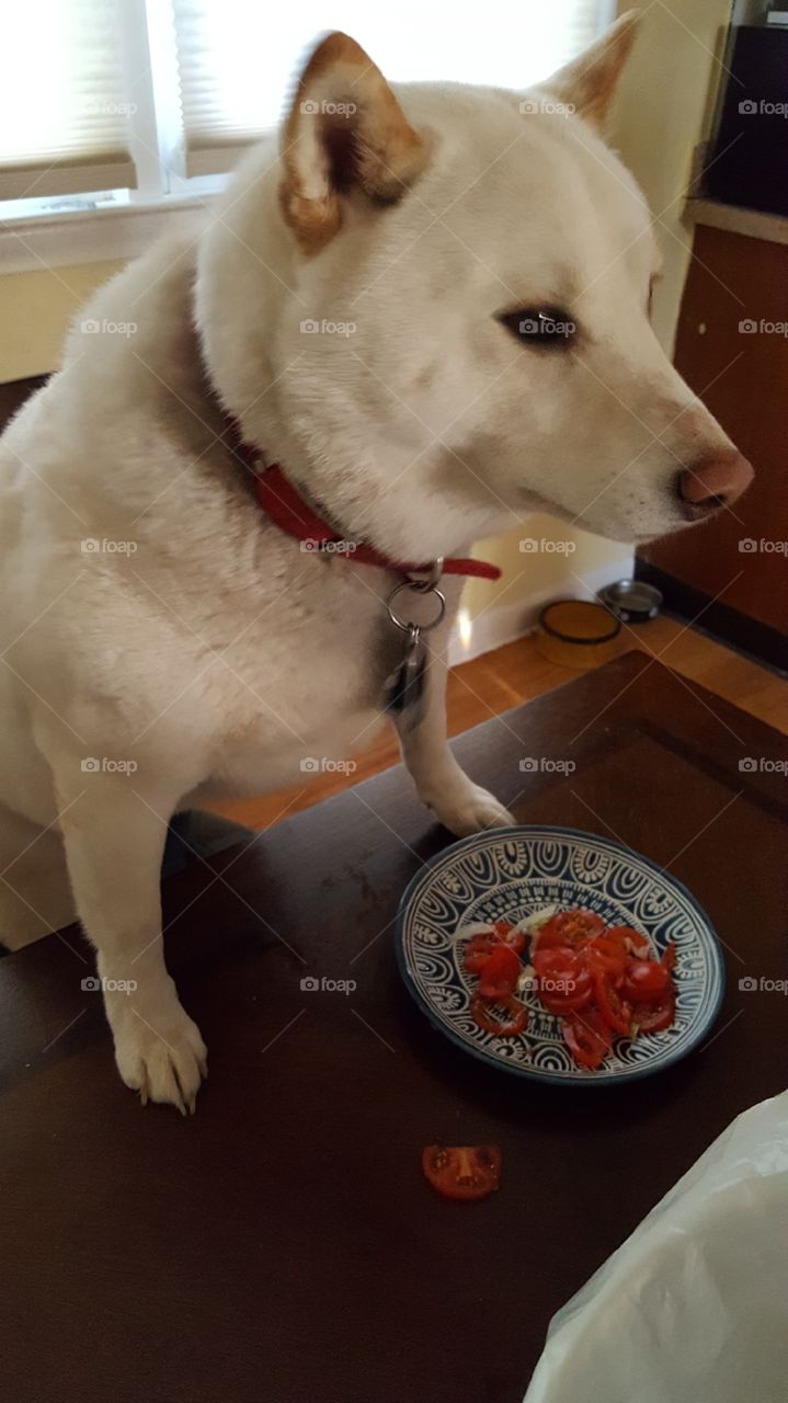 Dog eating healthy snack