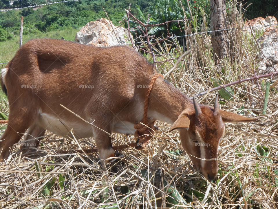 Feeding From Among The Dry Vegetation