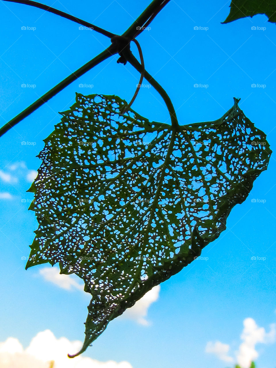 silouett leaf veins with blue sky background