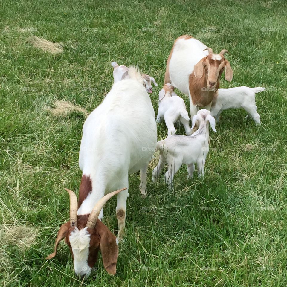 Goat family